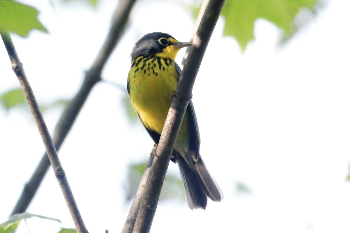 Canada Warbler - Gary Jarvis