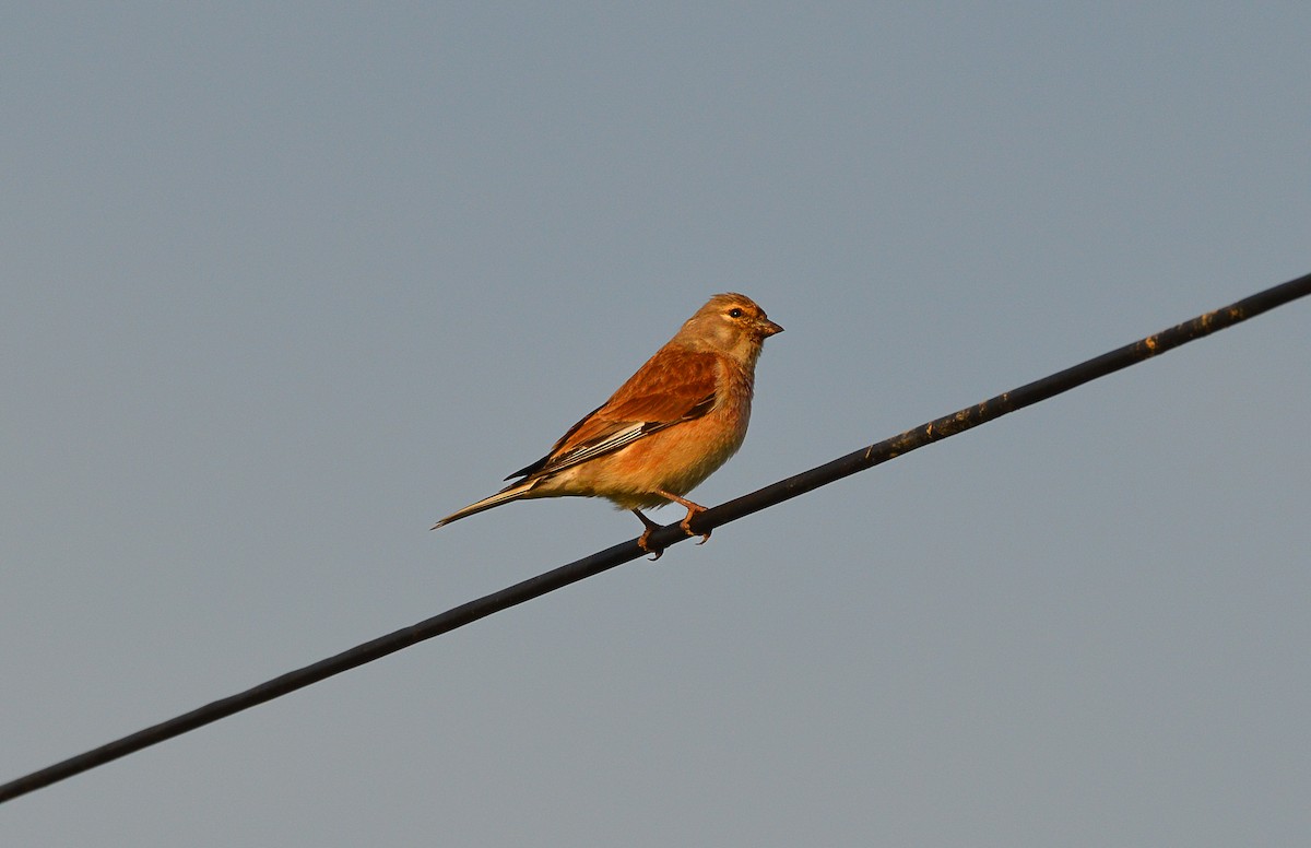 Eurasian Linnet - Matt Phelps