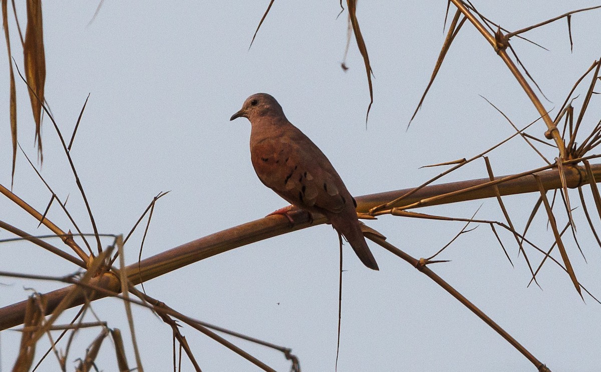 Ruddy Ground Dove - Ricky Perez Leon