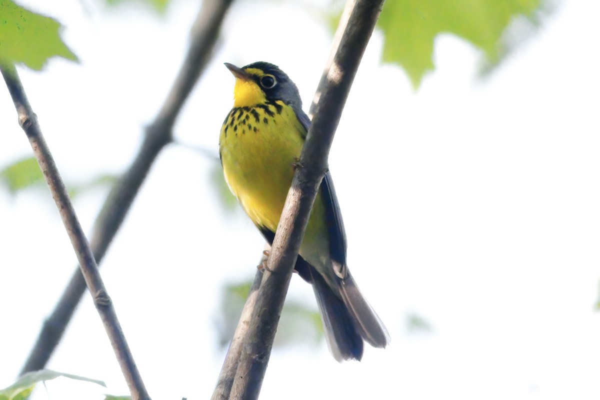 Canada Warbler - Gary Jarvis