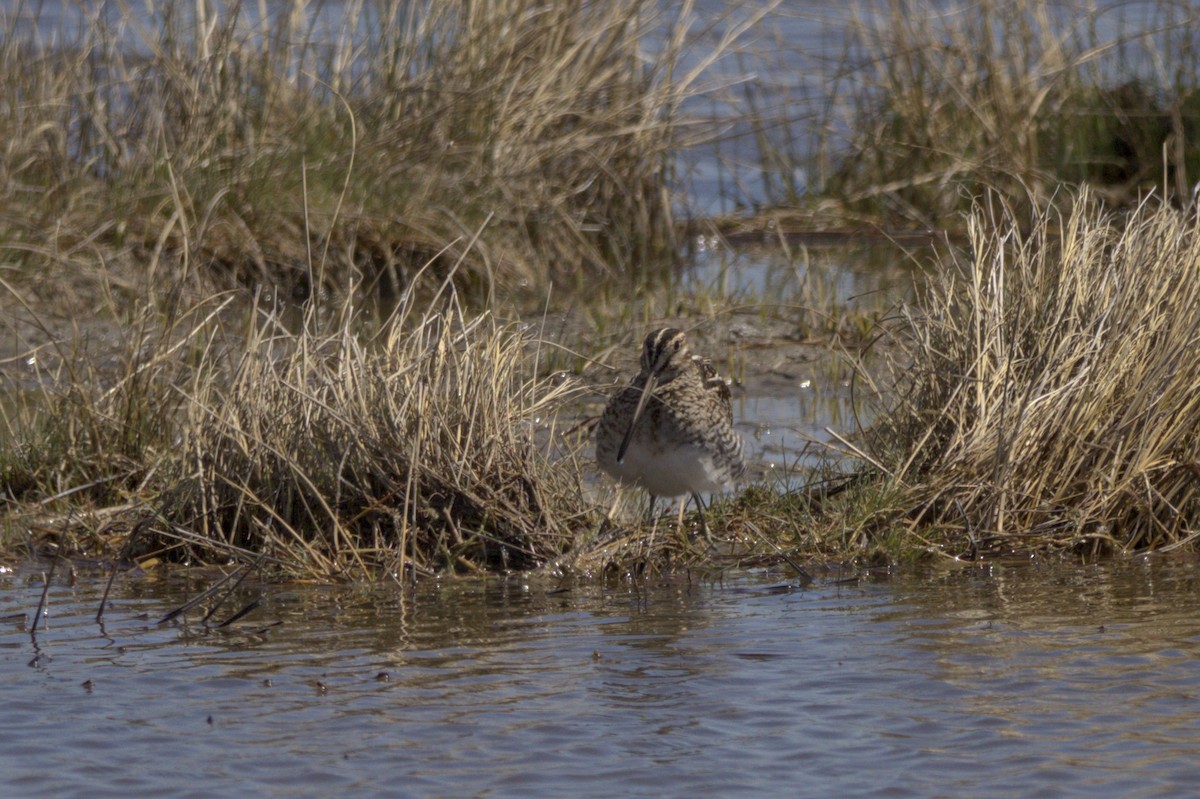 Wilson's Snipe - Josh Silva