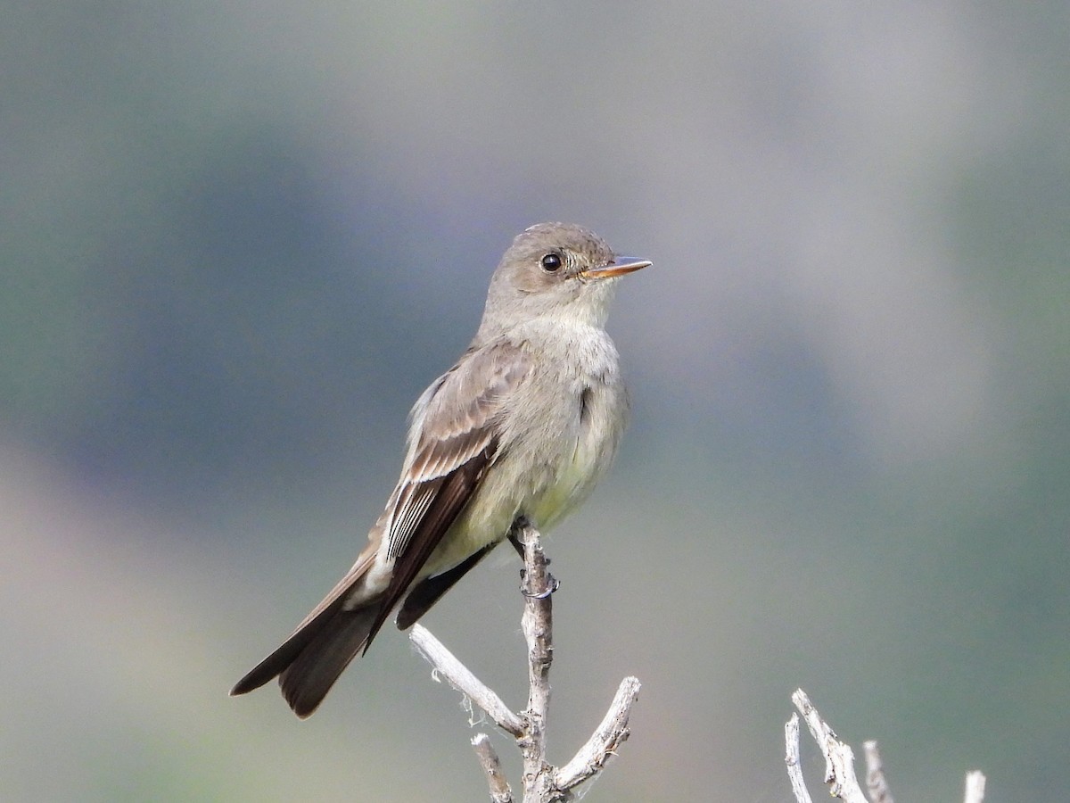 Western Wood-Pewee - ML619633883