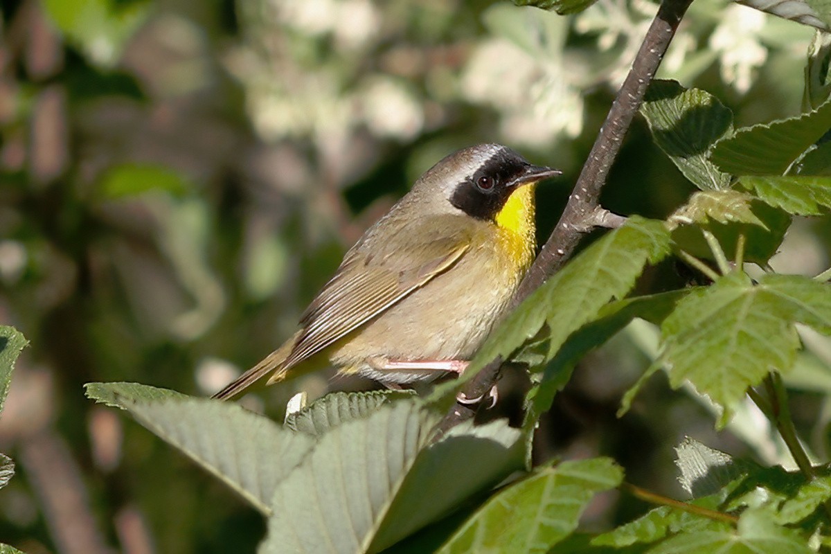 Common Yellowthroat - ML619633884