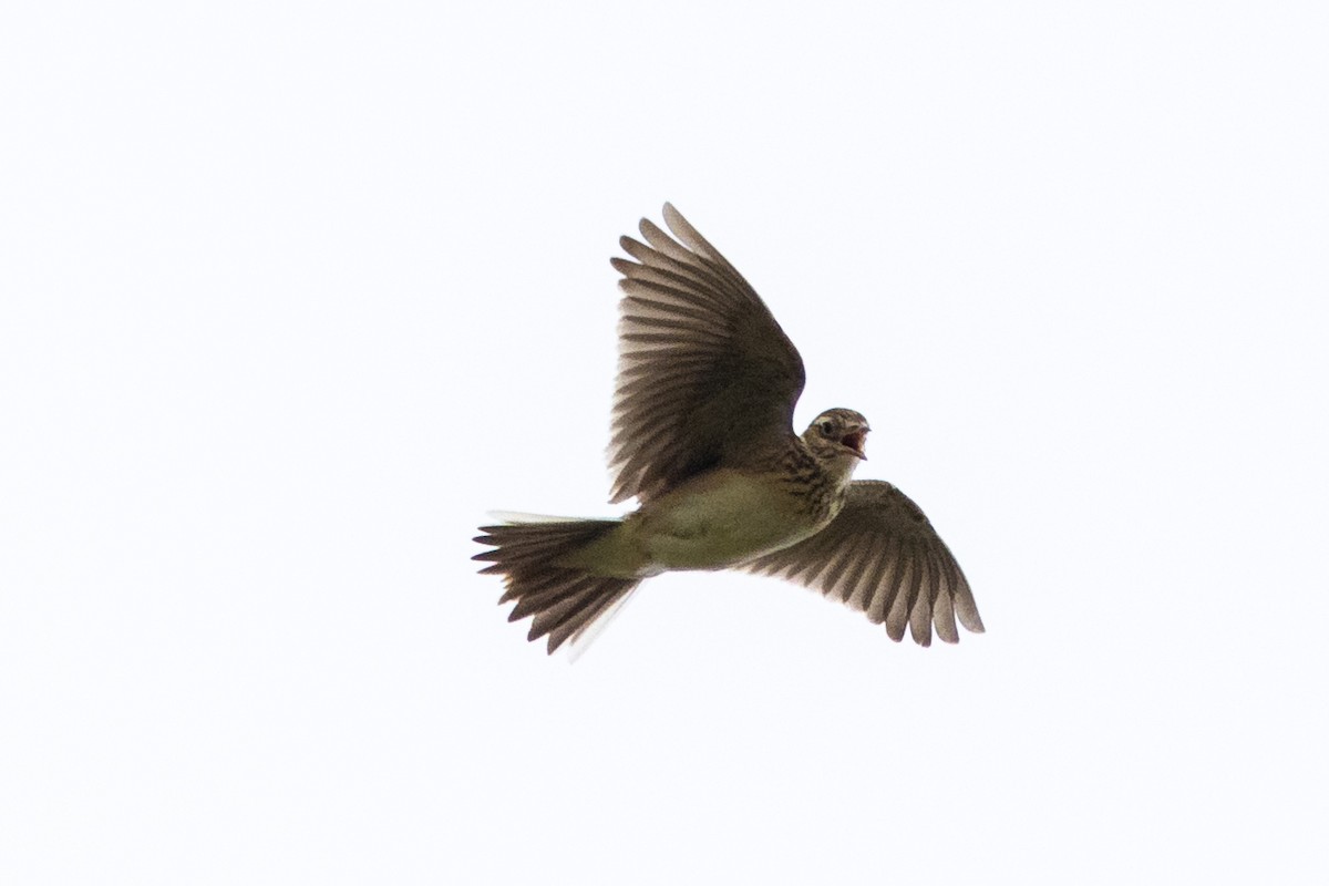 Eurasian Skylark - Jon White