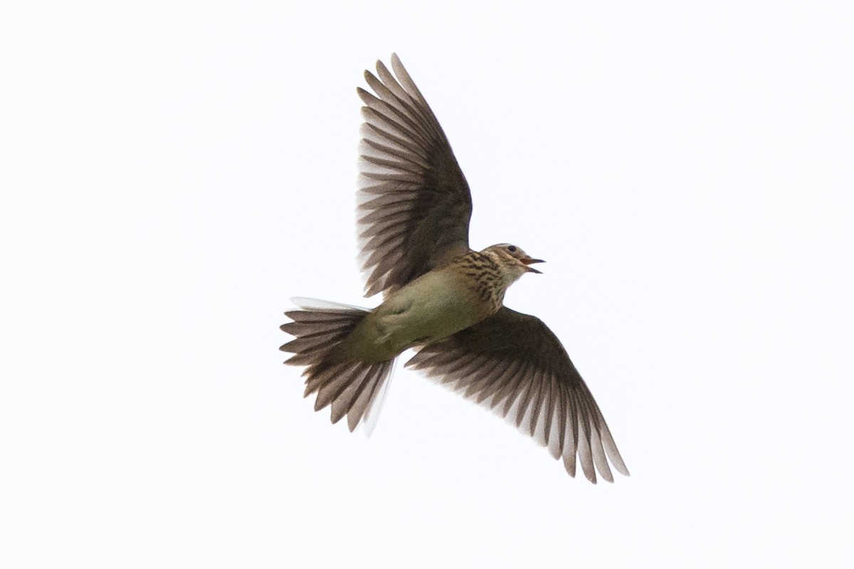 Eurasian Skylark - Jon White