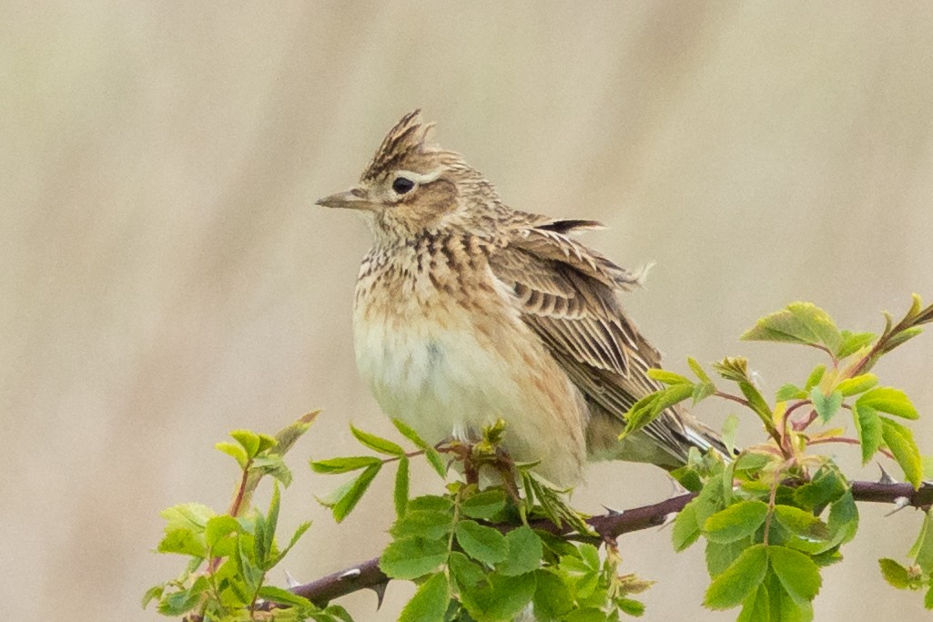 Eurasian Skylark - Jon White