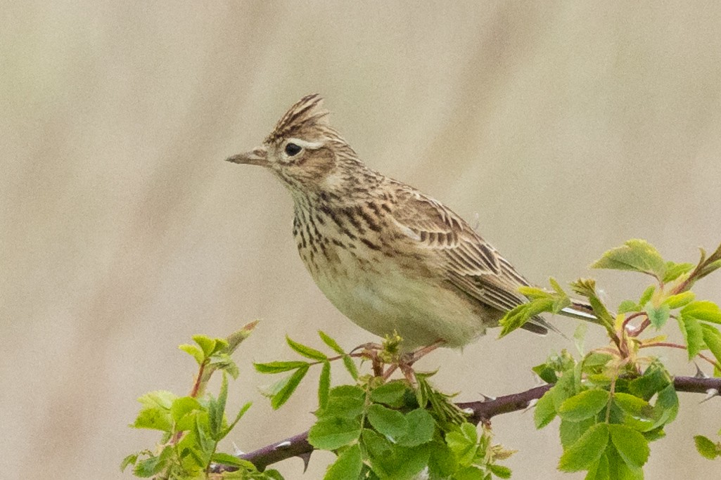 Eurasian Skylark - Jon White