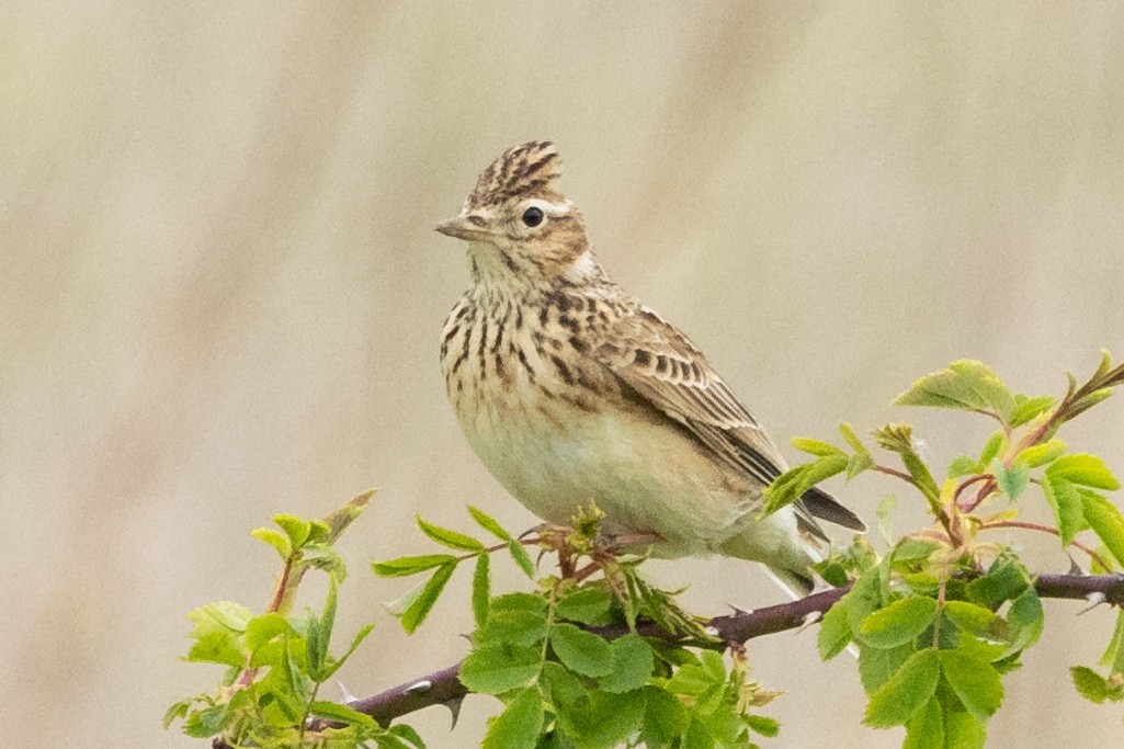 Eurasian Skylark - Jon White