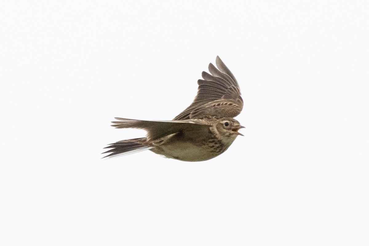 Eurasian Skylark - Jon White