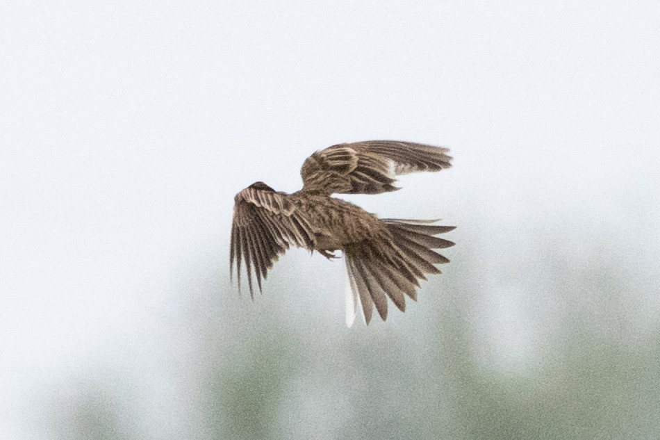 Eurasian Skylark - Jon White