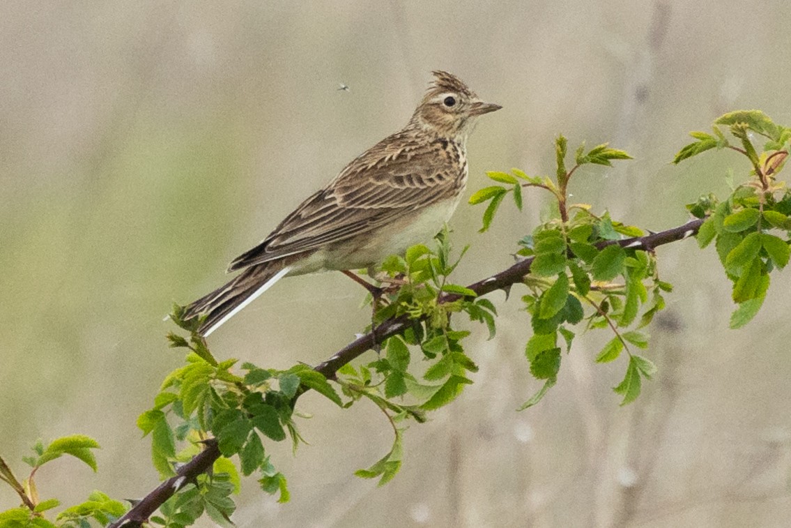 Eurasian Skylark - Jon White