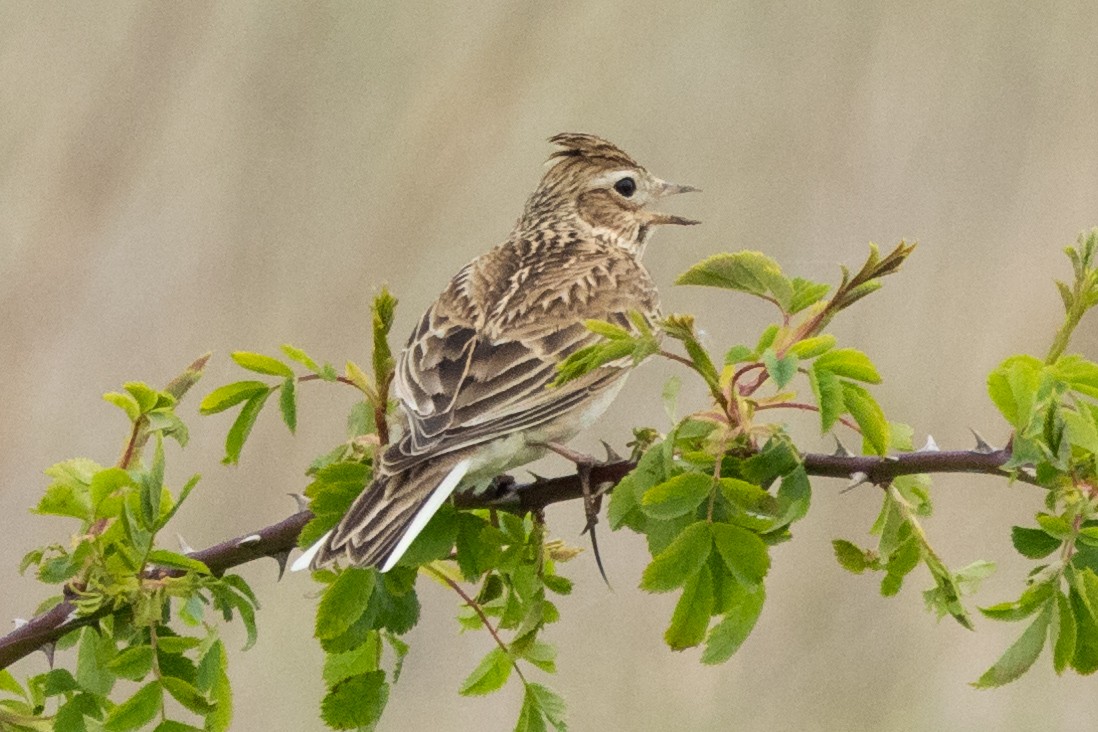 Eurasian Skylark - Jon White