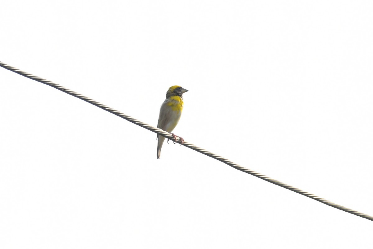 Baya Weaver - Lokesh Lakhorkar