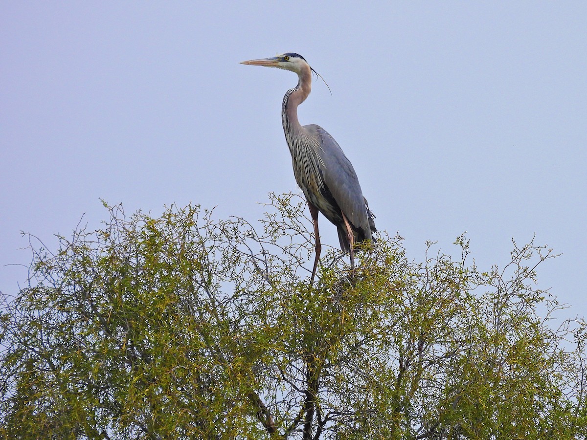 Garza Azulada - ML619633920