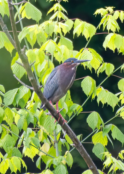 Green Heron - ML619633921