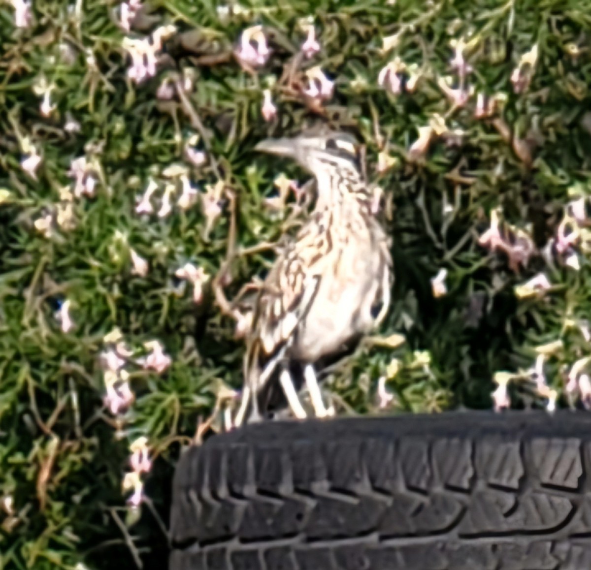 Greater Roadrunner - Nancy Cox