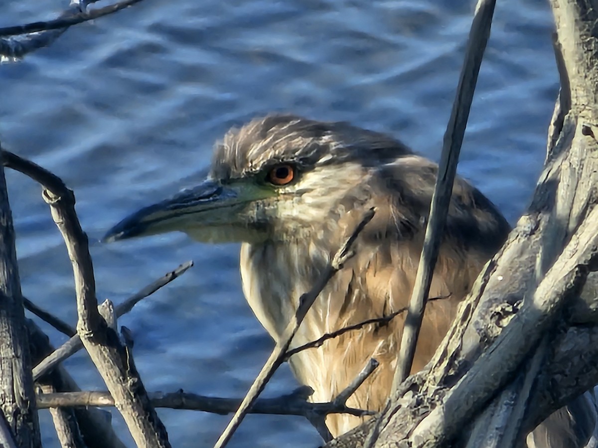 Black-crowned Night Heron - Graeme Hinde