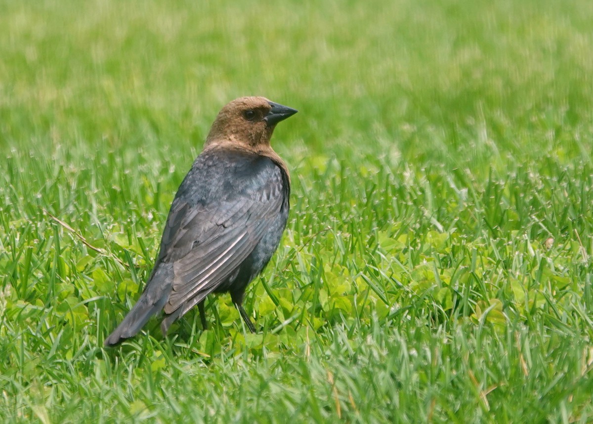 Brown-headed Cowbird - jerry pruett