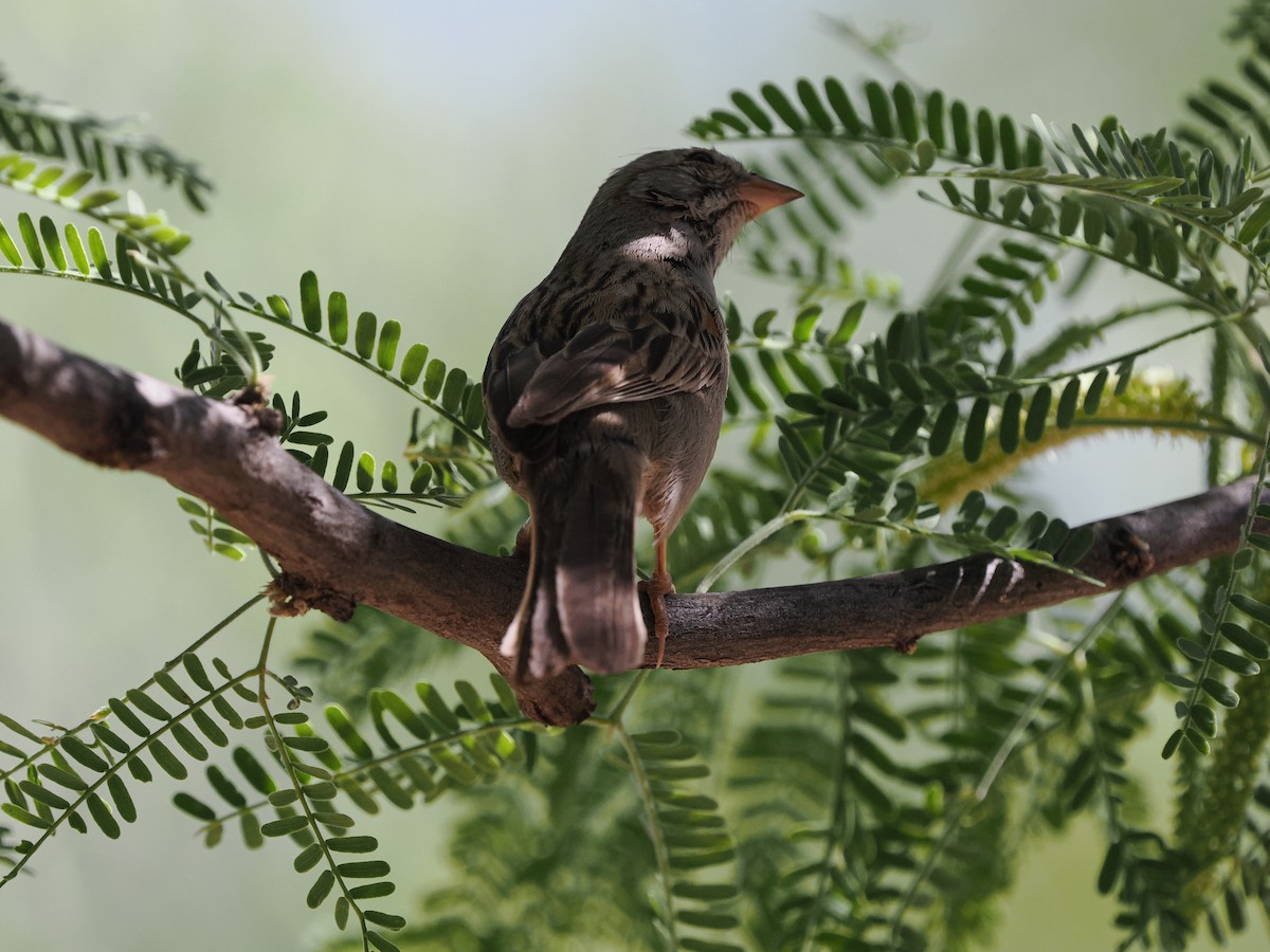Rufous-winged Sparrow - Rishab Ghosh
