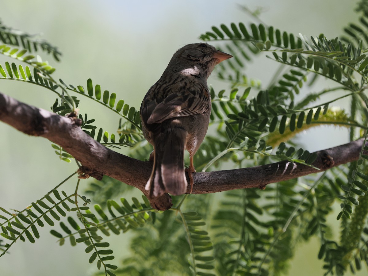 Rufous-winged Sparrow - ML619633954