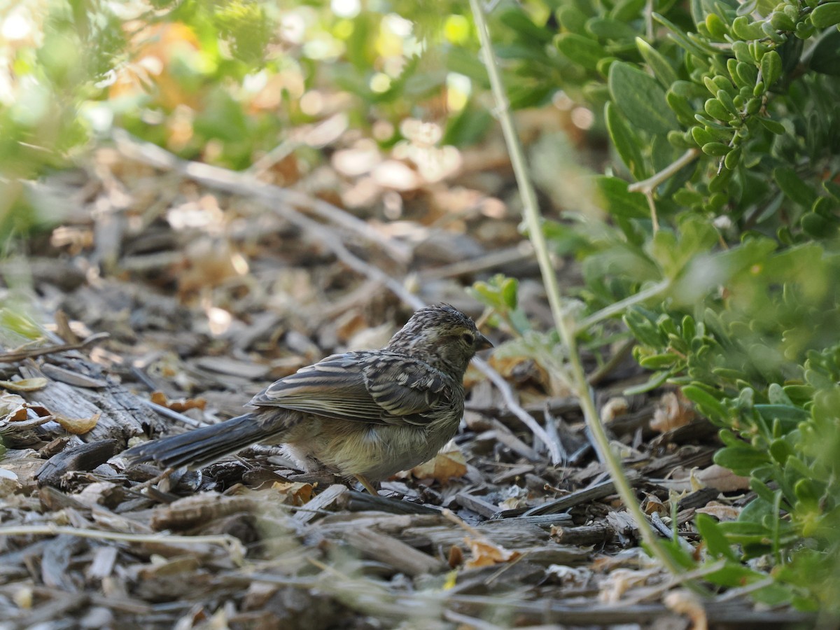 Rufous-winged Sparrow - Rishab Ghosh