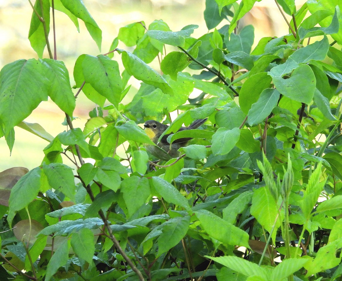 Common Yellowthroat - ML619633957