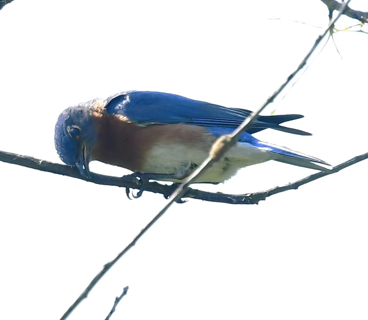 Eastern Bluebird - ML619633958