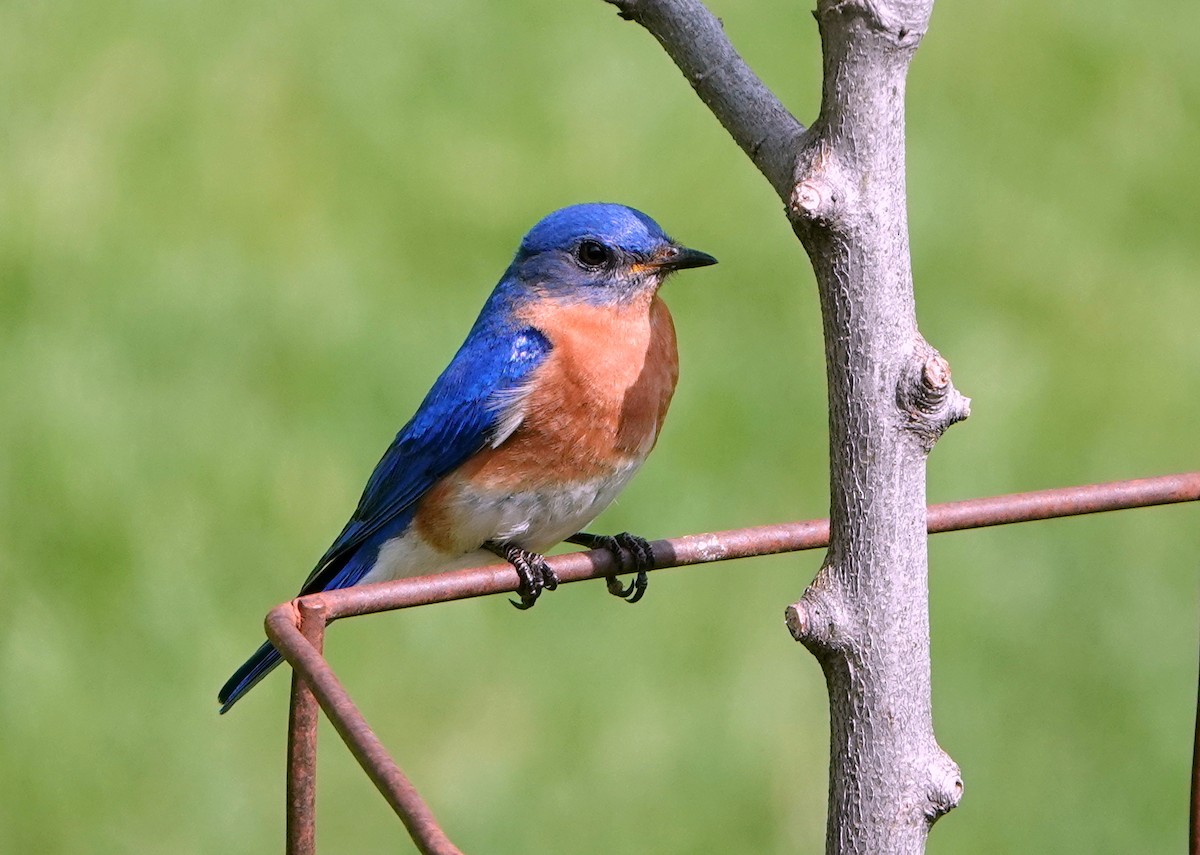 Eastern Bluebird - jerry pruett