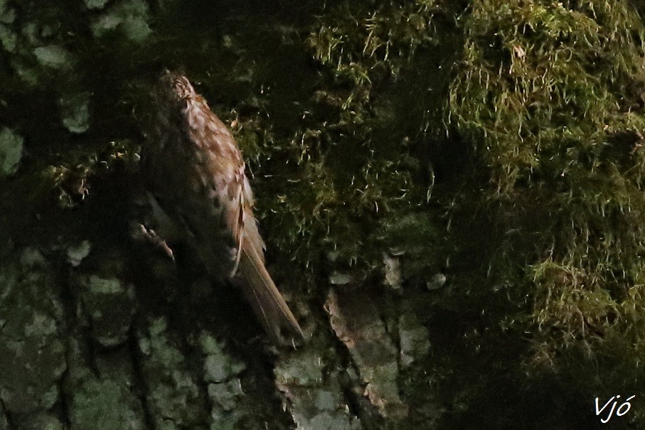 Eurasian Treecreeper - Lluís Vilamajó