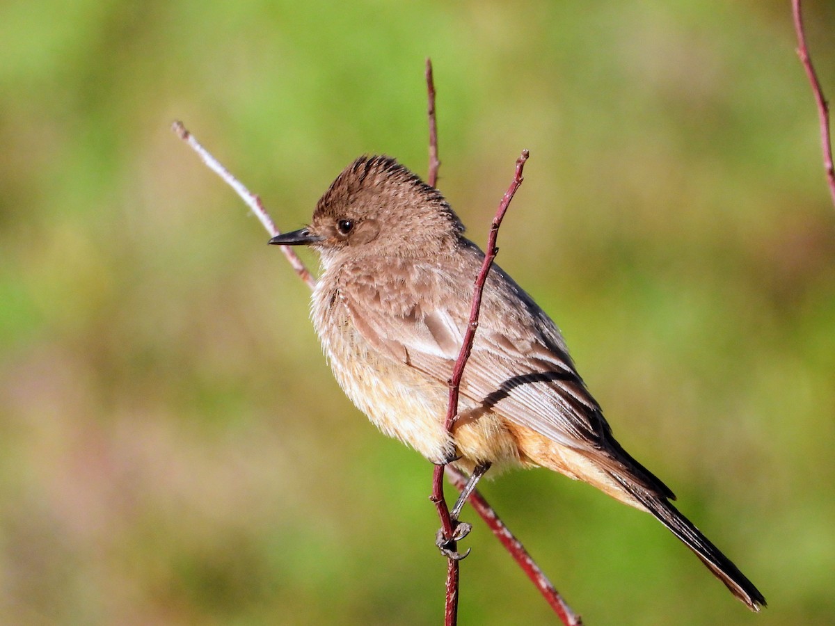 Say's Phoebe - Robert Enns