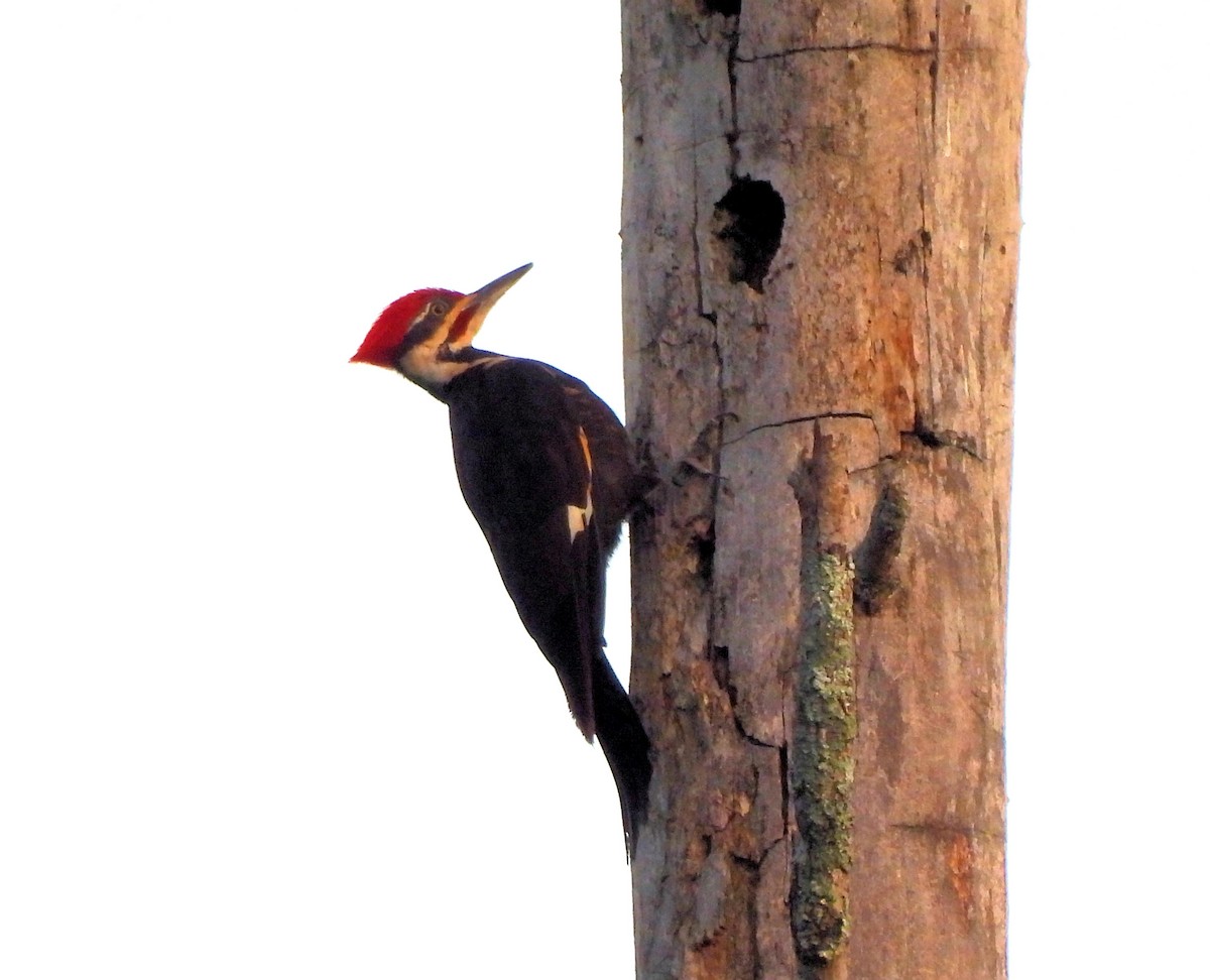 Pileated Woodpecker - Jennifer (and Scott) Martin