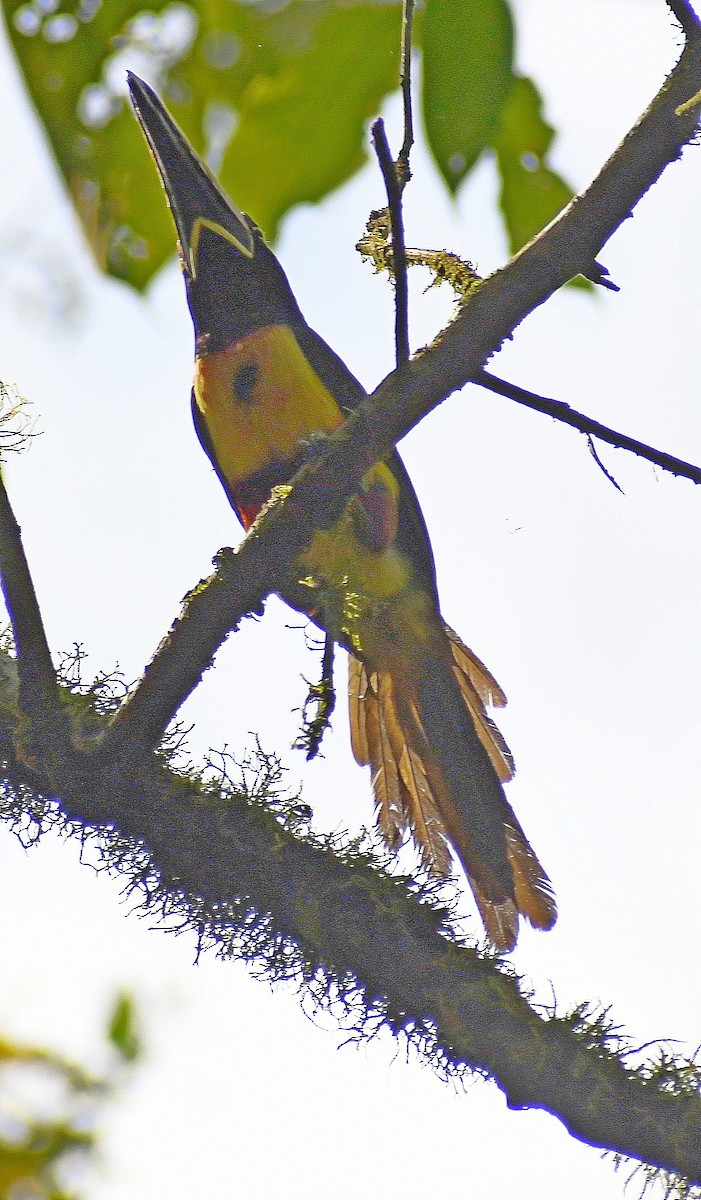 Collared Aracari - Edward Clark