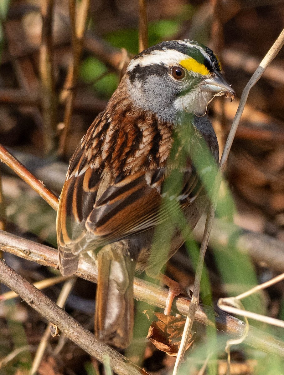 White-throated Sparrow - Richard Thunen