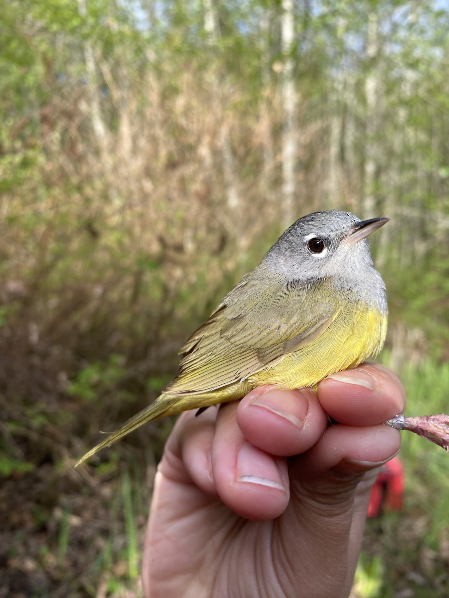 MacGillivray's Warbler - Danielle Lacasse