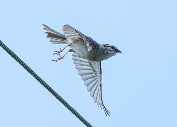 Chipping Sparrow - Michael Sciortino