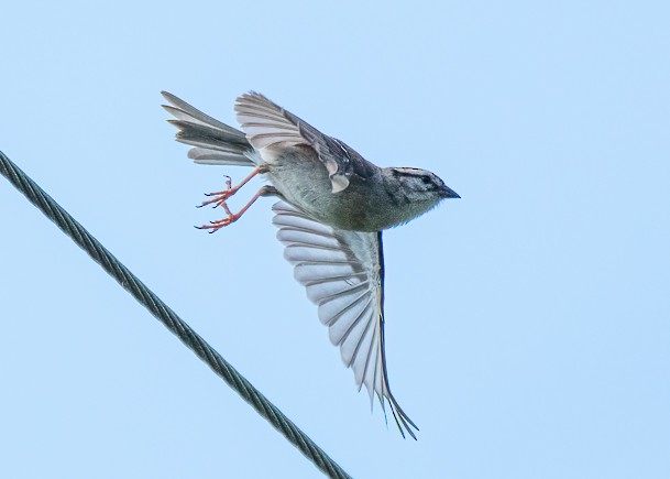 Chipping Sparrow - ML619633977