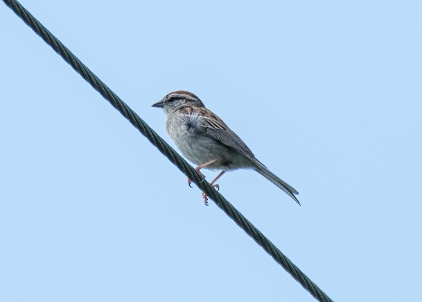 Chipping Sparrow - Michael Sciortino