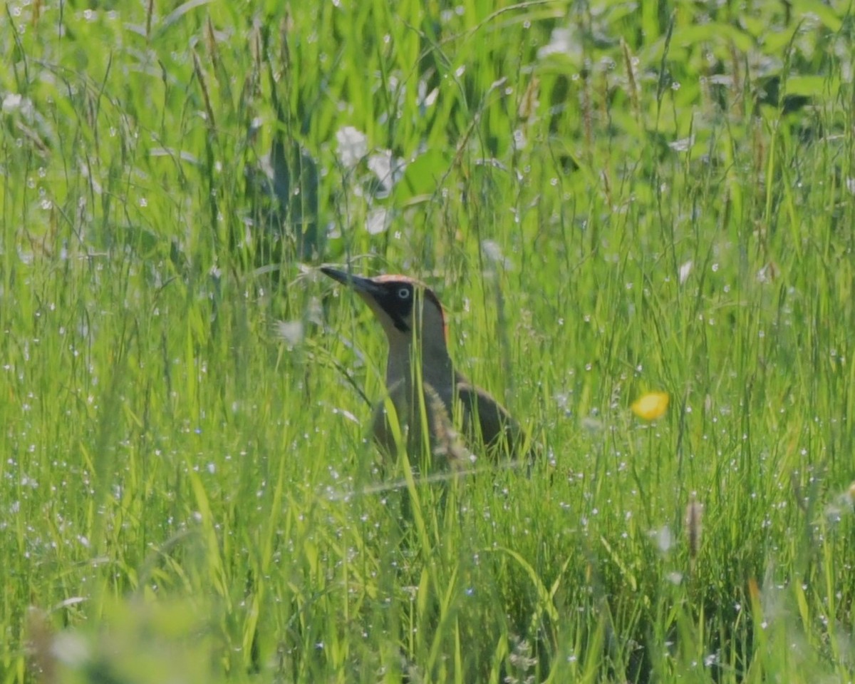 Eurasian Green Woodpecker - Colin Barrett