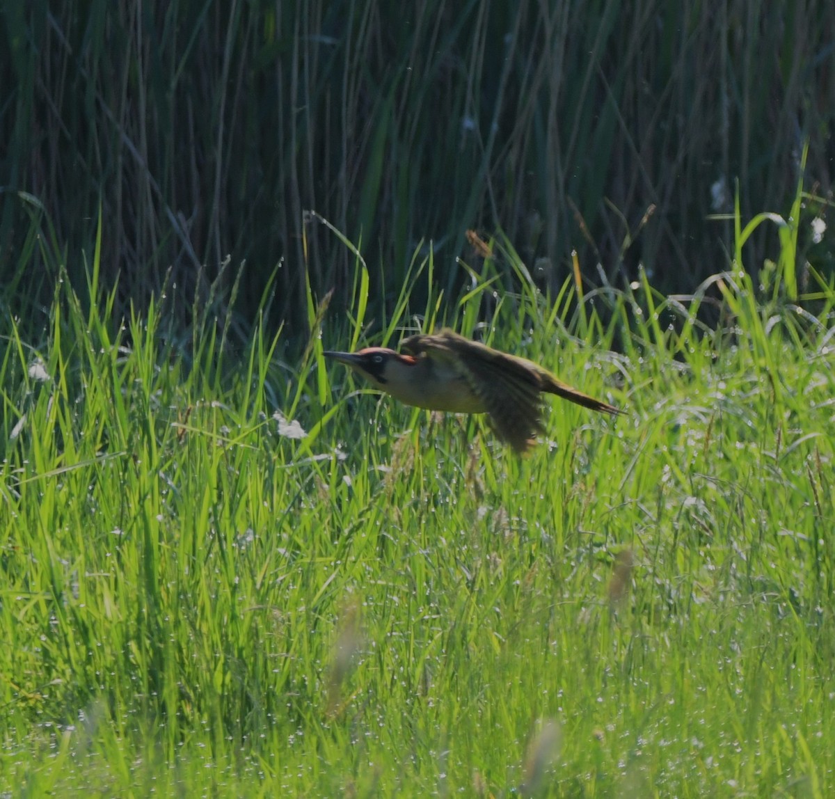 Eurasian Green Woodpecker - Colin Barrett