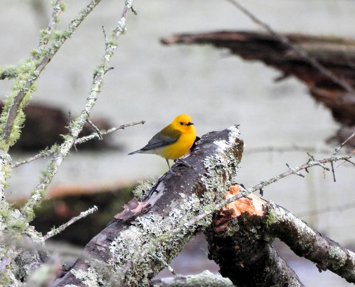 Prothonotary Warbler - ML619633985