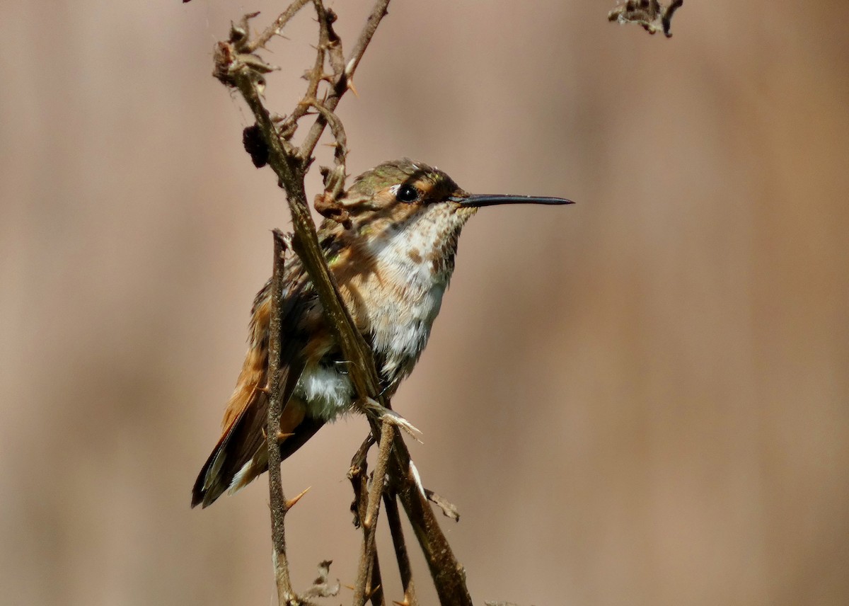 Allen's Hummingbird - David Assmann