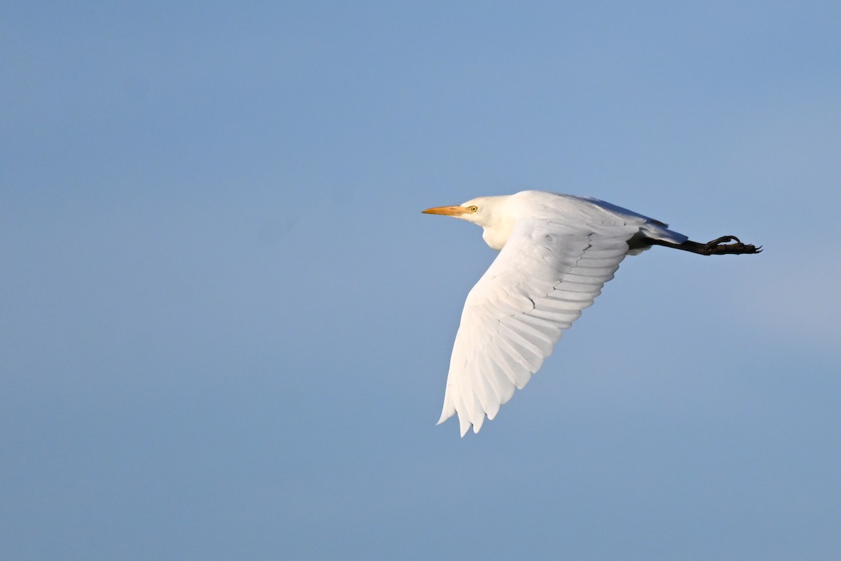 Western Cattle Egret - Marcelina Poddaniec