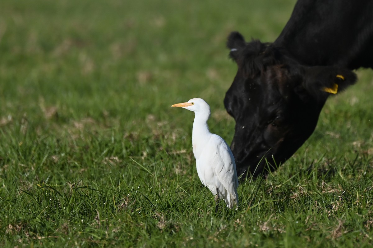 Western Cattle Egret - Marcelina Poddaniec