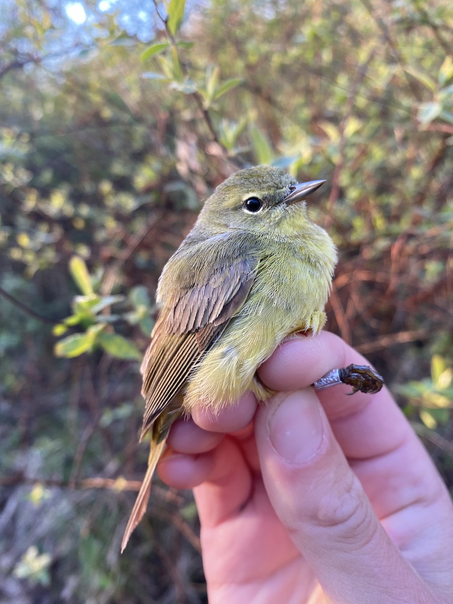 Orange-crowned Warbler - Danielle Lacasse