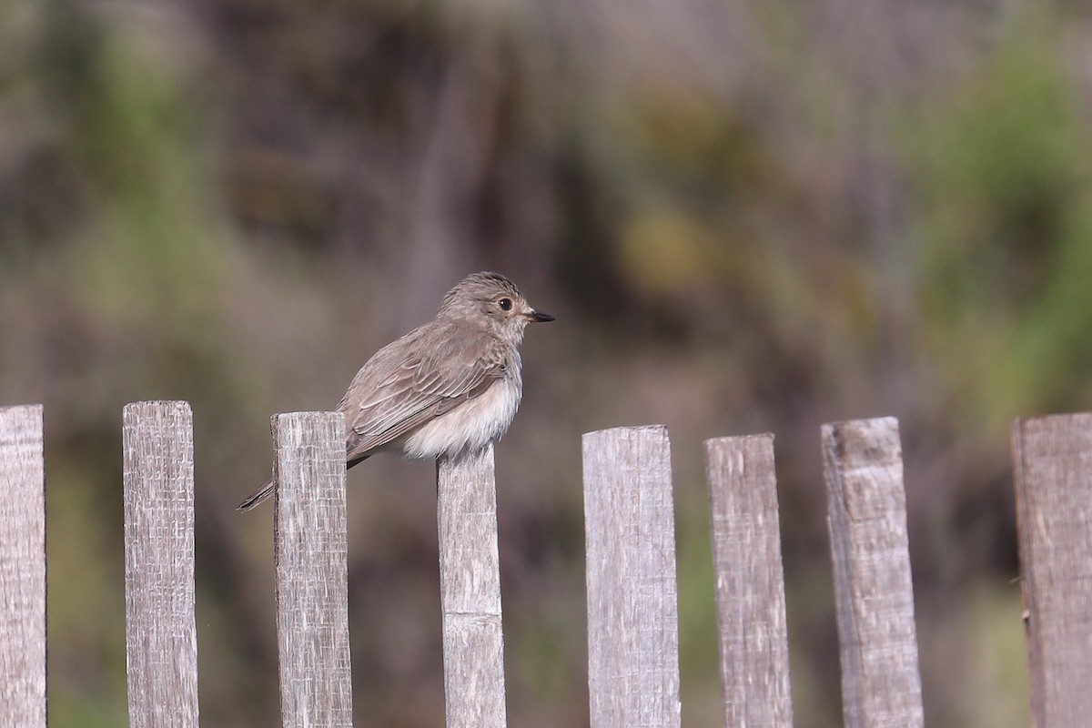 Spotted Flycatcher (Mediterranean) - ML619634003