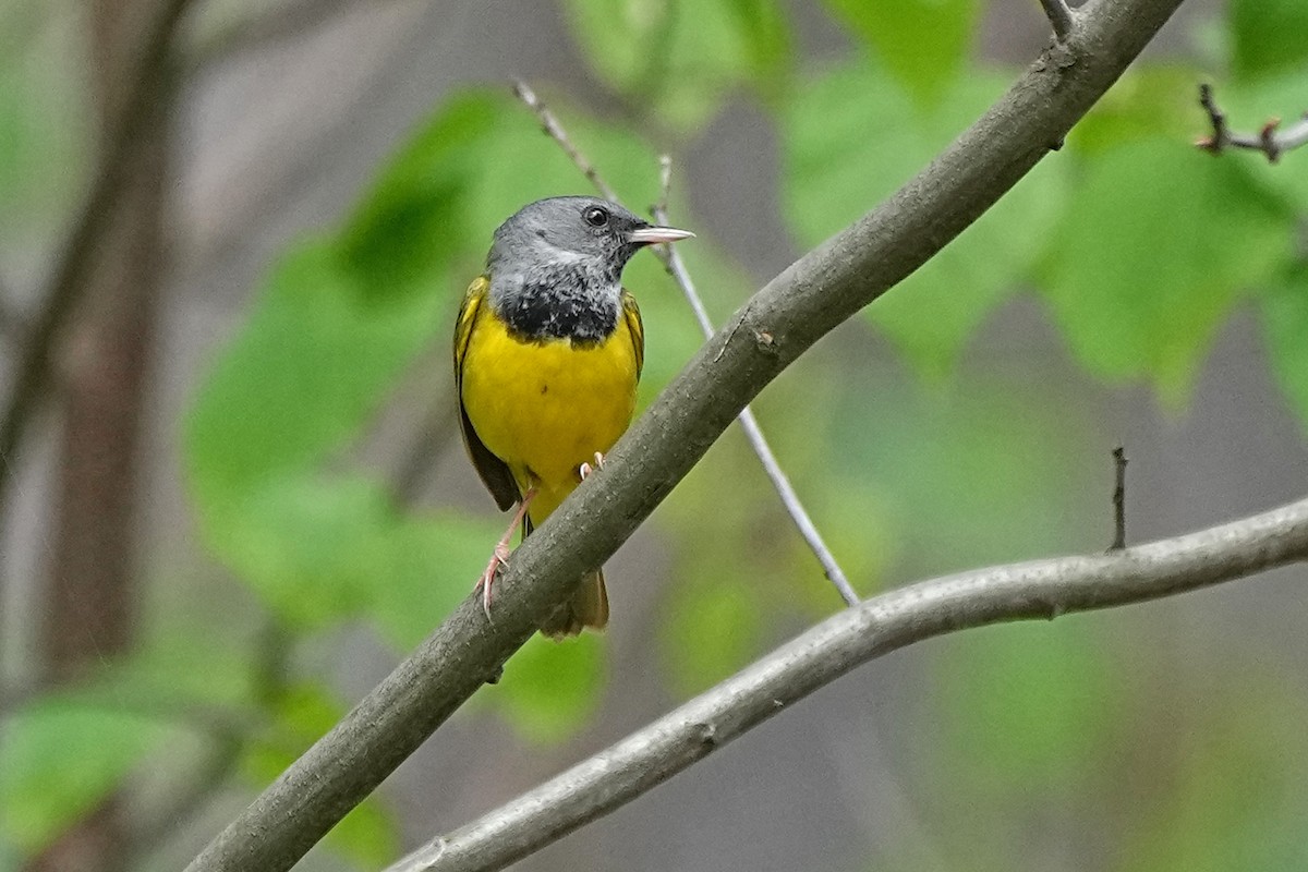 Mourning Warbler - ML619634005