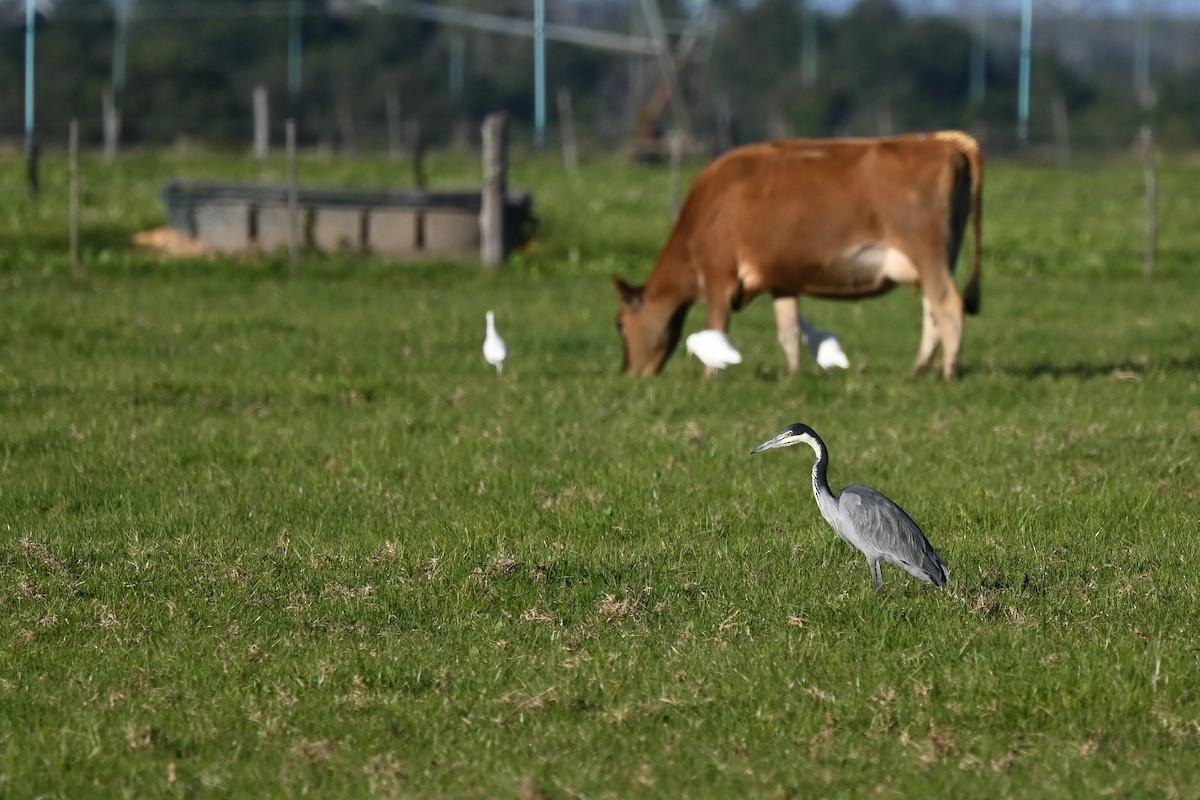 Black-headed Heron - Marcelina Poddaniec