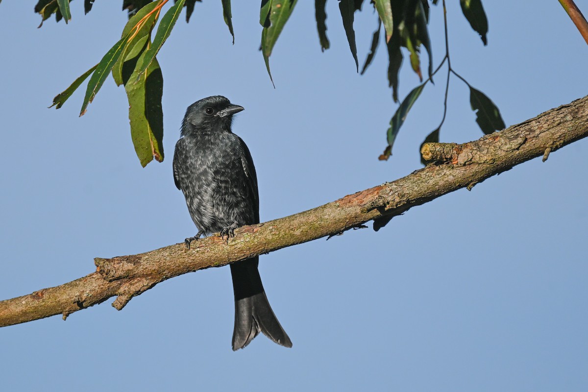 Fork-tailed Drongo - Marcelina Poddaniec