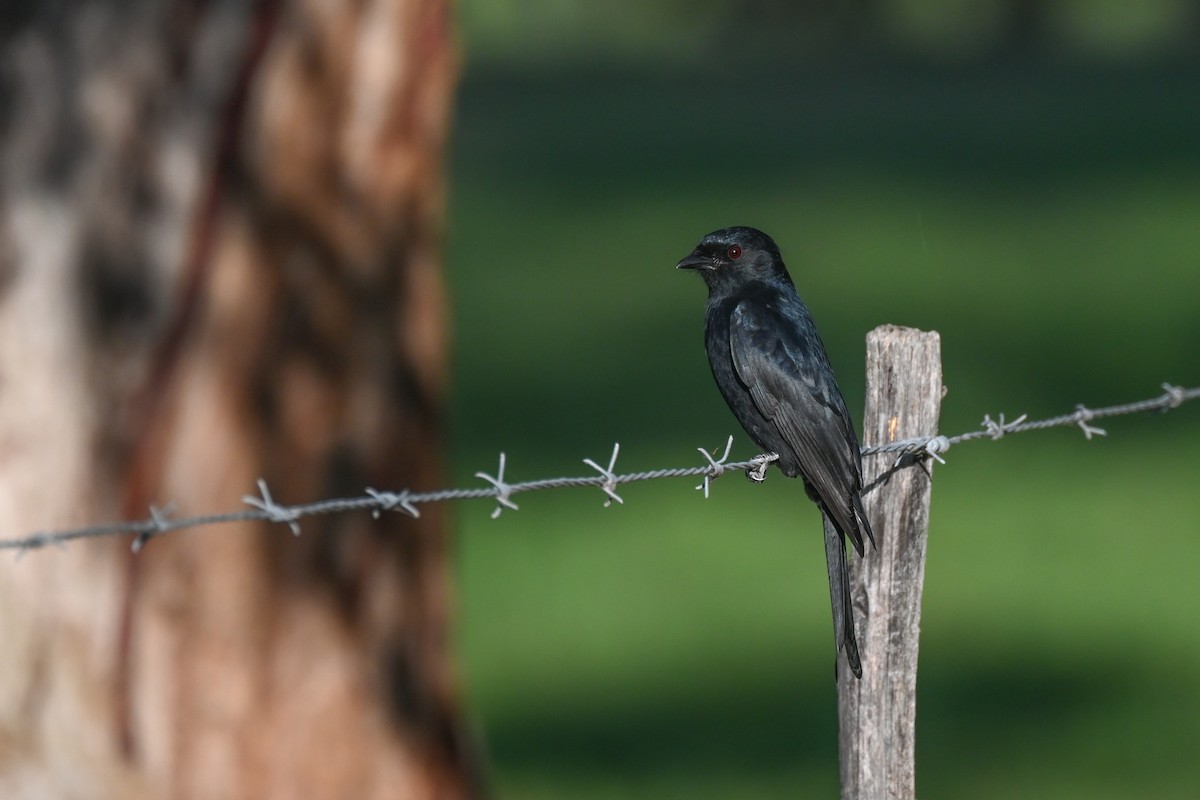 Fork-tailed Drongo - Marcelina Poddaniec