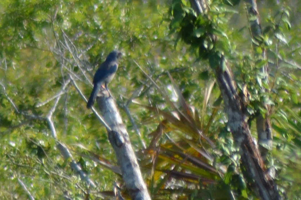 Florida Scrub-Jay - ML619634012